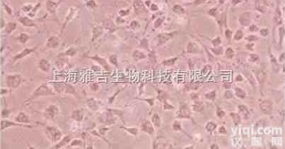 大鼠<em>海马</em>趾<em>星形</em><em>胶质</em>细胞