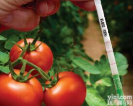 增强型黄瓜绿<em>斑驳</em><em>花叶</em>病毒检测<em>试纸</em>