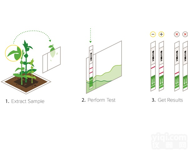 美国Agdia<em>青枯病</em>Rs快速检测<em>试纸</em>条