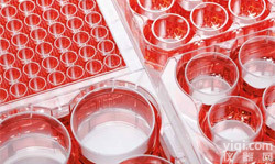 <em>eppendorf细胞培养板</em>