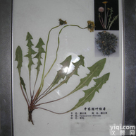 YY<em>植物腊叶标本</em>