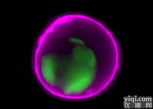 CF系列<em>染料</em>--新一代<em>蛋白</em>标记荧光<em>染料</em>