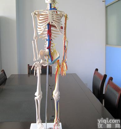 85CM人体骨骼<em>模型</em>带心脏与血管人体<em>骨架</em><em>模型</em>