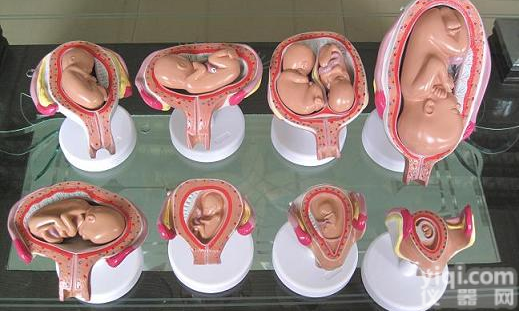 <em>胚胎</em><em>模型</em> 胎儿发育过程<em>模型</em>生产厂家