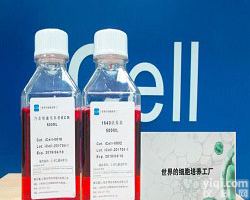 <em>HEK</em>-293T人体<em>肾脏</em><em>细胞系</em>