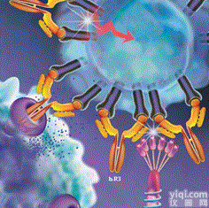 地诺单抗；<em>Denosumab</em>；<em>Prolia</em>,Xgeva