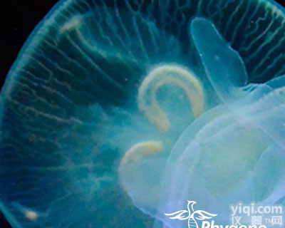 Phygene | <em>染色</em>试剂（Staining Reagent）