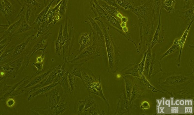 <em>FTC-133甲状腺癌细胞株</em>