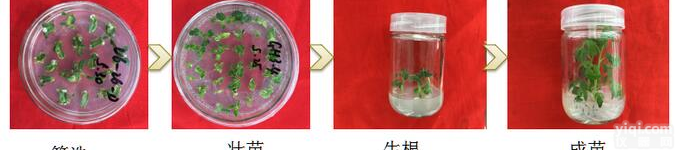<em>番茄</em>遗传转化技术 <em>番茄</em>转<em>基因</em>实验方法