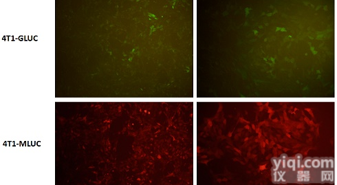 荧光素酶稳转<em>细胞</em>株4T1-luc
