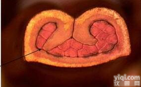 切片<em>分析仪</em>之<em>端子</em>剖面<em>截面</em><em>分析仪</em>