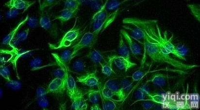 小<em>鼠脑</em>干<em>星形</em><em>胶质</em>细胞