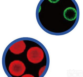绿/红色/时间分辨/链霉<em>亲和</em>素修饰<em>荧光</em>微球