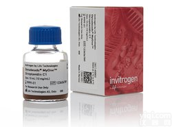 Dynabeads™ MyOne™ Streptavidin C1