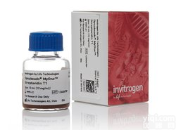 Dynabeads™ MyOne™ Streptavidin T1
