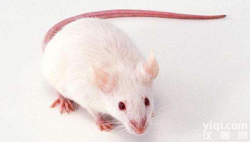 【SAMP8<em>小鼠</em>快速老化<em>小鼠</em><em>购买</em>价格优惠】