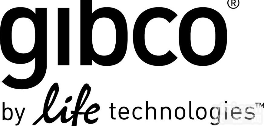 <em>Gibco 26140-079优等胎牛血清</em>FBS