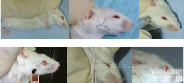 大鼠<em>采血</em>针,颌下<em>静脉</em><em>采血</em>,小鼠<em>采血</em>针