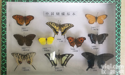 教学展示蝴蝶<em>标本</em>     <em>昆虫</em>教学<em>标本</em>