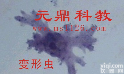 优质<em>显微</em>镜<em>切片</em>