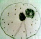 <em>Cystobacter gracilis</em>图片