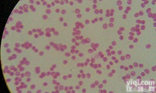 <em>纠缠</em>青霉图片	