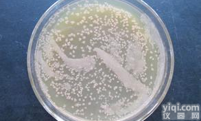 <em>灰色</em>产色链<em>霉菌</em>图片