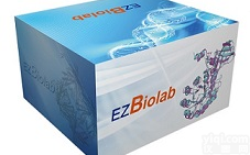 核酸电泳<em>预制</em>胶 EMSA <em>PAGE</em>