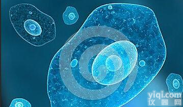 <em>人大</em><em>细胞</em><em>肺癌</em><em>细胞</em>；NCI-H460 [H460]价格