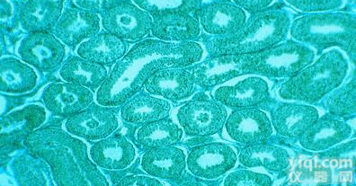 <em>小鼠</em>肺<em>大动脉</em><em>平滑肌</em>细胞提取物多少钱