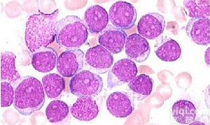 大鼠肺<em>大动脉</em>组织<em>提取</em>物多少钱