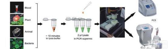 <em>脓肿分枝杆菌供应商</em>