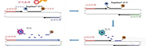 <em>中间普雷沃菌PCR检测试剂盒图片</em>