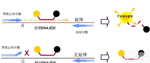 <em>雷斯顿埃博拉病毒PCR检测试剂盒图片</em>