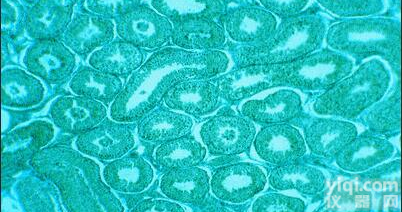 <em>人卵巢癌组织源细胞说明书</em>