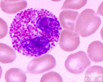 人<em>子宫</em>成<em>纤维</em>细胞<em>提取物</em>厂家