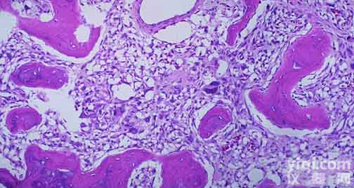 人<em>淋巴管</em>组织<em>提取物</em>厂家