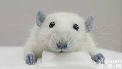 疾病<em>动物</em><em>模型</em>构建-邦耀明星<em>动物</em><em>模型</em>