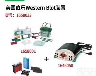美国<em>伯乐</em>垂直电泳<em>转印</em>系统1658033<em>现货</em>
