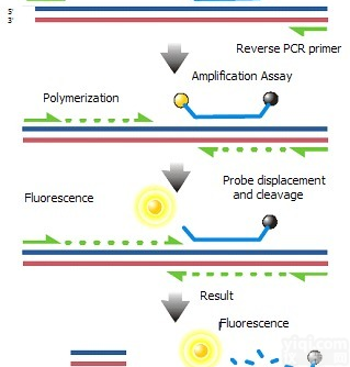 <em>脑膜炎奈瑟菌通用型PCR检测试剂盒</em>