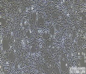 <em>小鼠腹腔主动脉内皮细胞</em>