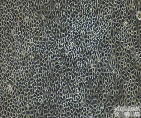 <em>小鼠乳腺导管上皮细胞</em>