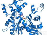 一站式SDS-PAGE<em>蛋白电泳套装</em>