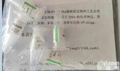 <em>酿酒酵母EGY48化学感受态细胞</em>