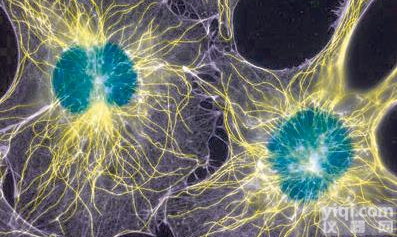 革<em>兰氏</em>菌<em>染色</em>鉴定<em>试剂盒</em>(Brown-Brenn)