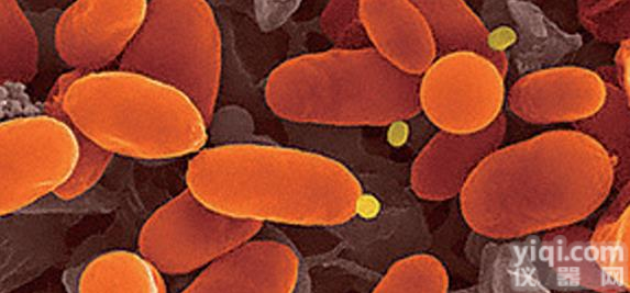 <em>依托泊苷</em>/鬼臼乙叉苷(<em>Etoposide</em>)