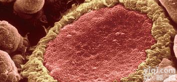 <em>腺苷</em>A3<em>受体</em><em>激动剂</em>(IB-MECA)