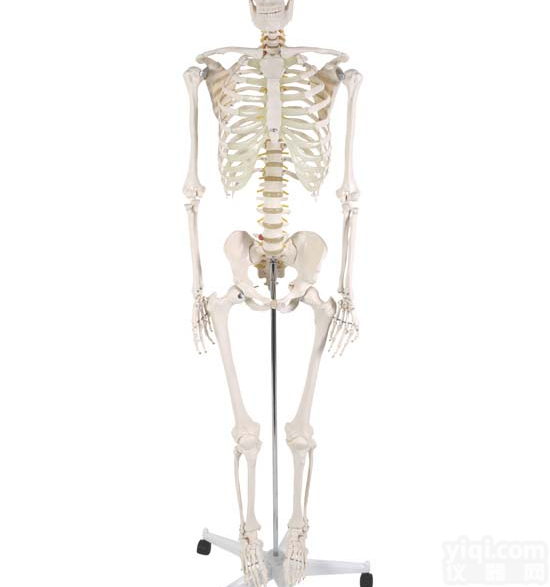 85CM人体骨骼<em>模型</em>带心脏与血管人体<em>骨架</em><em>模型</em>