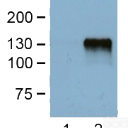 <em>Flag</em>标签<em>抗体</em>, 抗<em>Flag</em>单抗