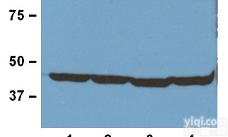 β-Actin内参<em>抗体</em>,抗β-Actin单抗